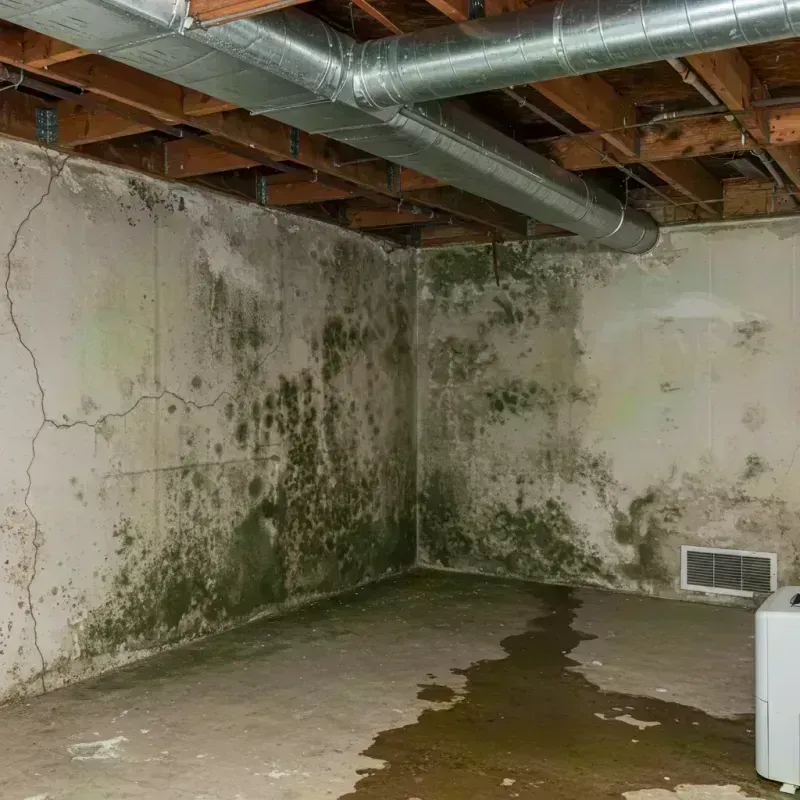 Professional Mold Removal in Gunnison, CO